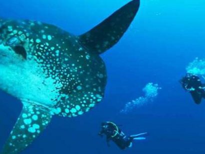 Bali Safari plongée et découverte de l'île des Dieux
