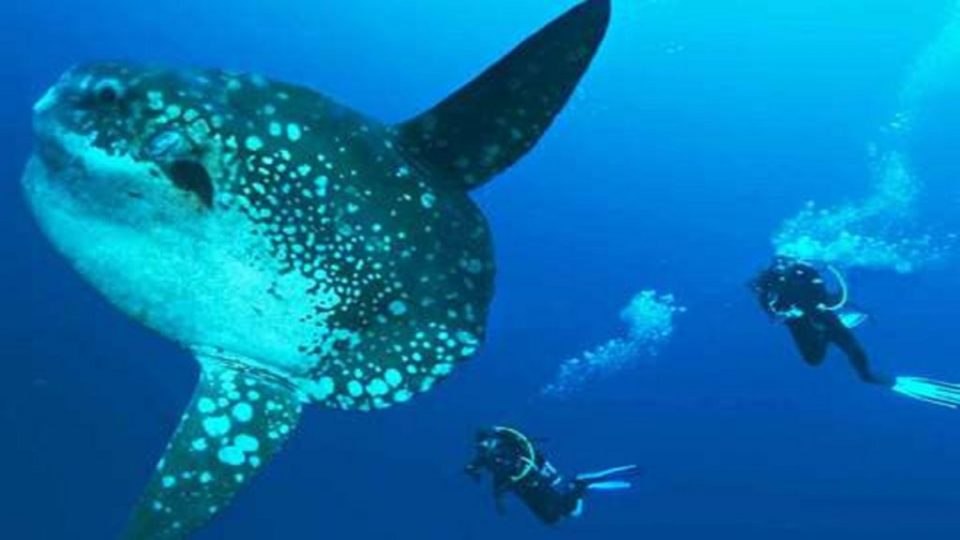 Bali Safari plongée et découverte de l'île des Dieux
