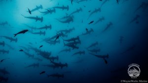 Croisière plongée à Cocos Island à bord du Okeanos Aggressor