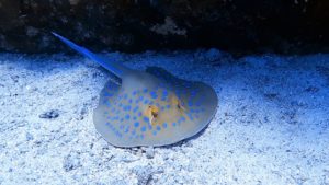 Centre de plongée en Egypte - les plus belles plongées de Safaga. Sécurité et convivialité : chez Dimensions Bleues
