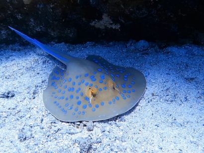 Centre de plongée en Egypte - les plus belles plongées de Safaga. Sécurité et convivialité : chez Dimensions Bleues