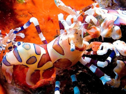 Bali Safari plongée et découverte de l'île des Dieux. Bali regroupe plus d'une vingtaine de sites de plongée parmi les plus beaux du monde.