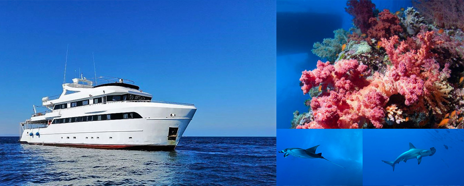 Saudi Explorer croisière plongée en Arabie Saoudite dans le grand sud de la mer rouge. Une destination riche et inexplorée.