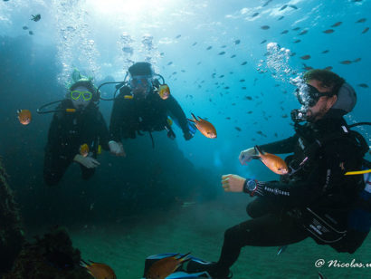 Plongée sous-marine à Lanzarote: découvrez des eaux cristallines, une vie marine diversifiée et des sites fascinants. Une expérience unique !