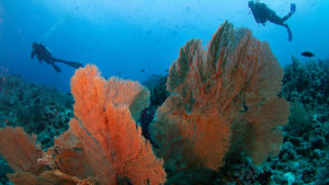 FL Team Safaga - Centre de Plongée à Safaga. Explorez les eaux cristallines de la mer Rouge lors d'une expérience de plongée inoubliable.
