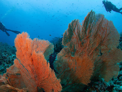 FL Team Safaga - Centre de Plongée à Safaga. Explorez les eaux cristallines de la mer Rouge lors d'une expérience de plongée inoubliable.